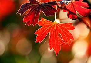 "Like the veins of the maple leaf provide the life flow of water and nutrients to the leaf, so does Practice Development provide the life flow of methodology and theory to our practices, helping us shift and transform the quality of healthcare experiences for clients and carers alike." Enacting Practice 2014.